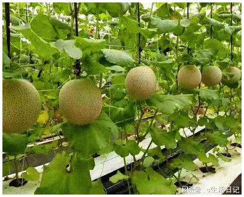 賽罕區(qū) 以初級農(nóng)產(chǎn)品為抓手，加快構(gòu)建新發(fā)展格局，著力推動(dòng)高質(zhì)量發(fā)展